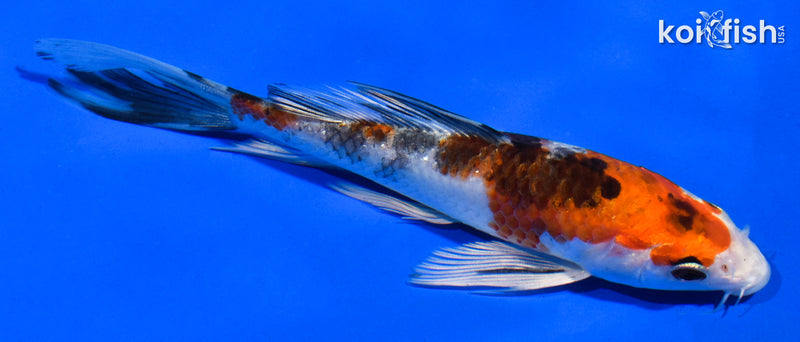 5.5" YAMATO NISHIKI BUTTERFLY