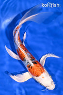 9" GINRIN DOITSU KUJAKU BUTTERFLY