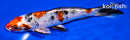 6.75" YAMATO NISHIKI