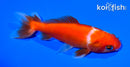 4" WAKIN GOLDFISH