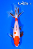5.75" SARASA WAKIN GOLDFISH