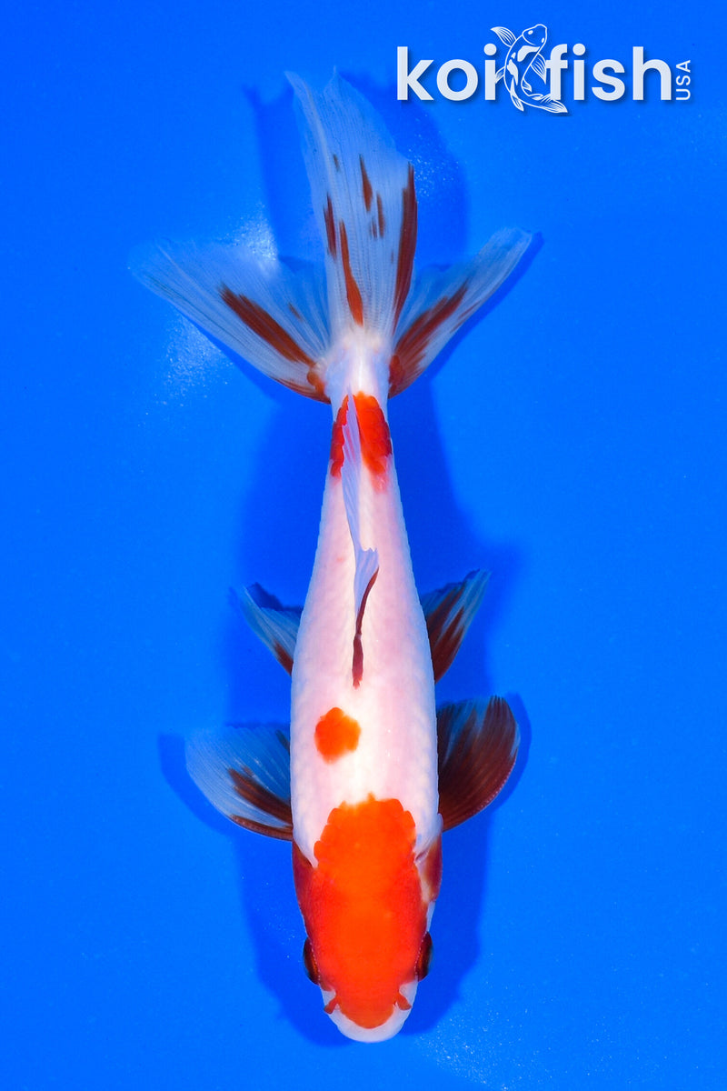 5.75" SARASA WAKIN GOLDFISH