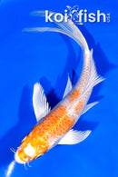 7" HARIWAKE BUTTERFLY