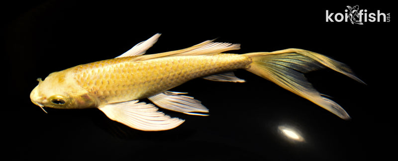 8.25" YAMABUKI OGON BUTTERFLY