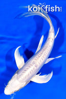 7.25" DOITSU PLATINUM OGON BUTTERFLY