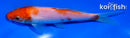 5" KOHAKU