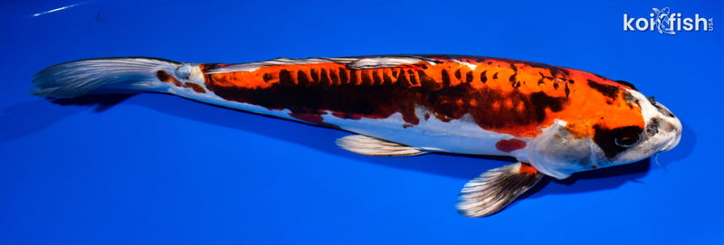 15.5" BENI KIKOKURYU
