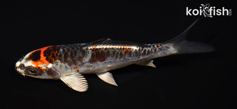 5.5" BENI KIKOKURYU
