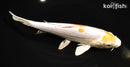 8.5" DOITSU LEMON HARIWAKE