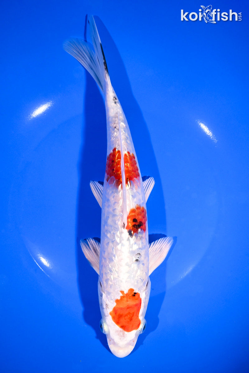 9.25" GINRIN YAMATO NISHIKI