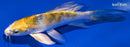 4.75" GINRIN YAMATO NISHIKI BUTTERFLY