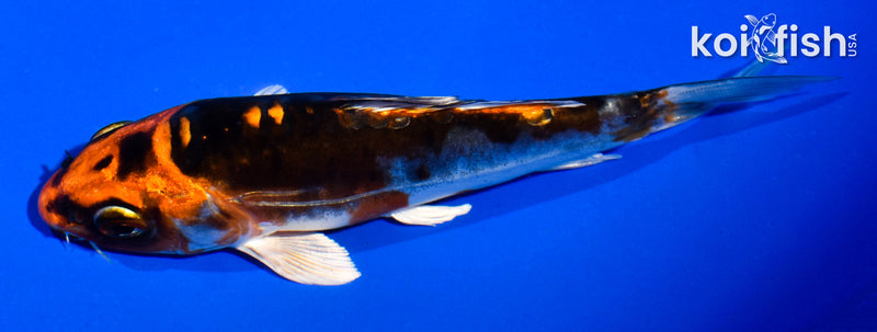 5" BENI KIKOKURYU