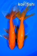 PACK OF (5) 6-6.25" WAKIN GOLDFISH