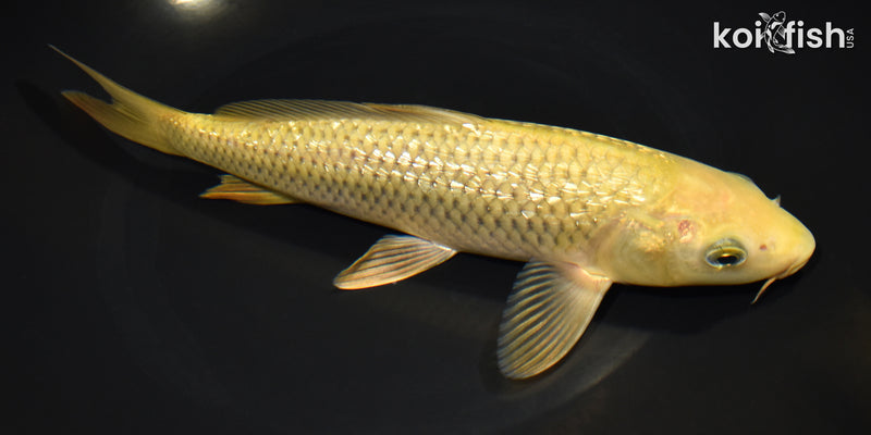 9.5" GINRIN CHAGOI