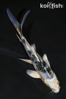 5.5" YAMATO NISHIKI BUTTERFLY