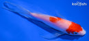 5.25" KOHAKU BUTTERFLY