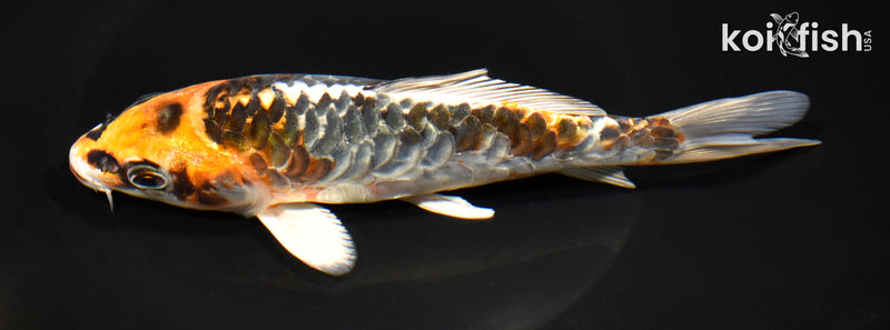 7.25" KUJAKU