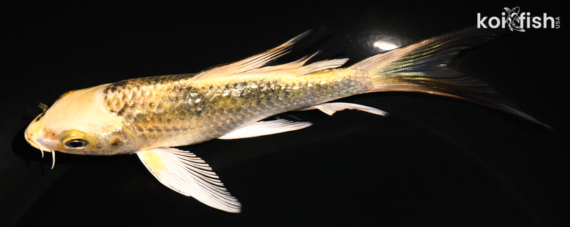 5.5" GINRIN KI MATSUBA BUTTERFLY