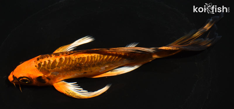 6.5" ARAGOKE BENI KIKOKURYU BUTTERFLY