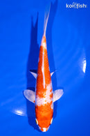 6.5" HARIWAKE