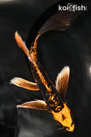 7.5" BENI KIKOKURYU BUTTERFLY