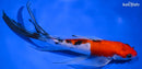 7.75" SANKE BUTTERFLY