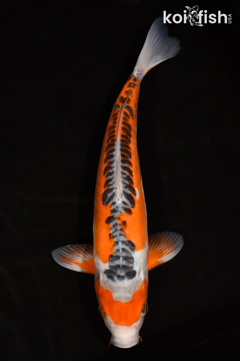 15" HI SHUSUI