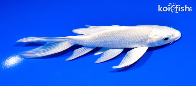 6" PLATINUM OGON BUTTERFLY