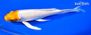 6.75" GINRIN HARIWAKE BUTTERFLY
