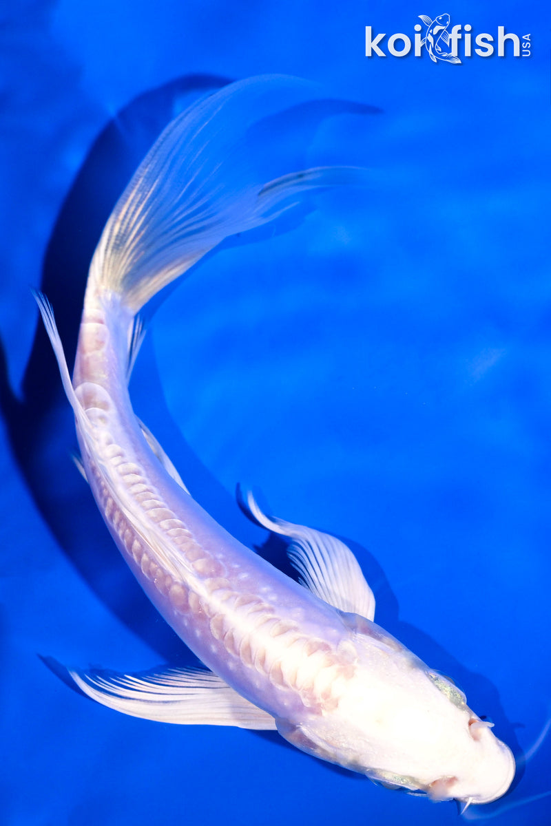 6" DOITSU PLATINUM OGON BUTTERFLY