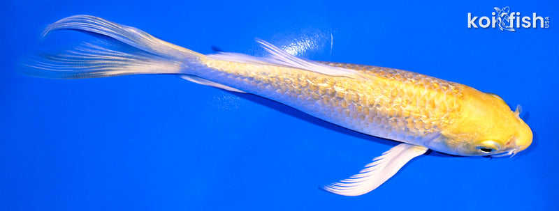 5.75" GINRIN YAMABUKI OGON BUTTERFLY