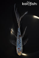 7.75" SHUBUNKIN GOLDFISH