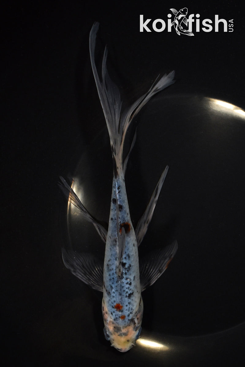 7.75" SHUBUNKIN GOLDFISH
