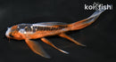 4.5" HI SHUSUI BUTTERFLY