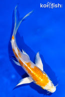 5.5" HARIWAKE BUTTERFLY