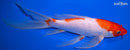 9.75" KOHAKU BUTTERFLY