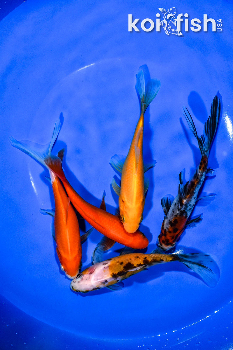 PACK OF (5) 4.75"-5.25" ASSORTED GOLDFISH