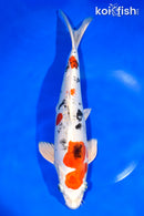 12.25" LEATHER HEISEI NISHIKI