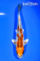 6.75" KUJAKU