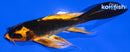 5.5" KIN ORENJI MATSUBA BUTTERFLY