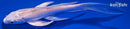 5" PLATINUM OGON BUTTERFLY
