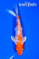 6.5" GINRIN HARIWAKE