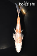 5.75" ARAGOKE HARIWAKE