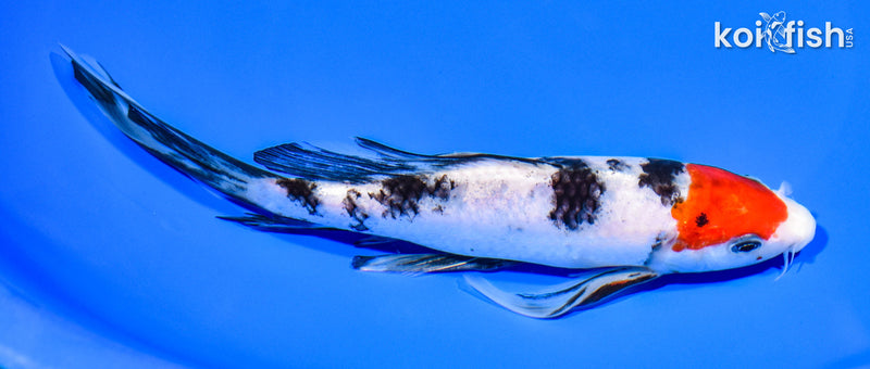 7.75" SANKE BUTTERFLY