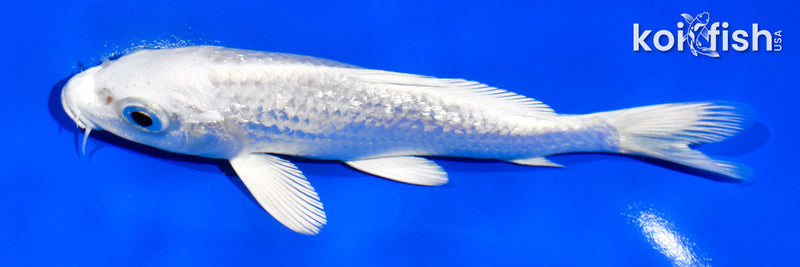 5.5" GINRIN PLATINUM OGON