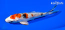 5.5" YAMATO NISHIKI