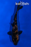 4.25" HI UTSURI
