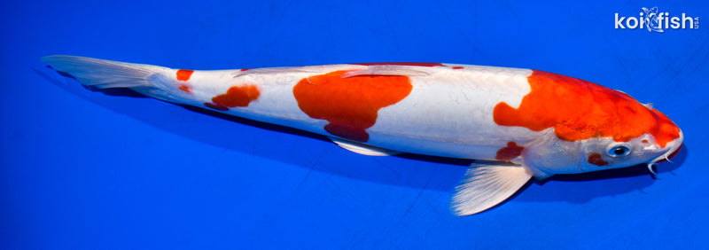 13.75" KIKUSUI