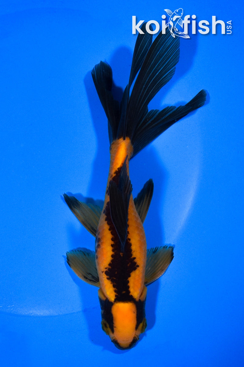 5.75" WAKIN GOLDFISH