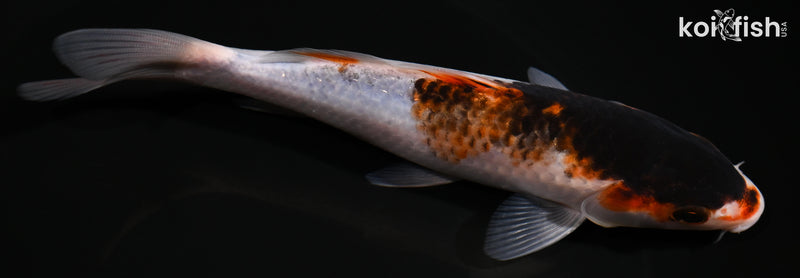 6.25" BUDO GOROMO